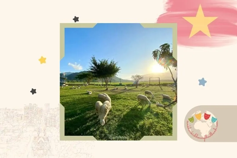 Cánh đồng cừu Nghệ An