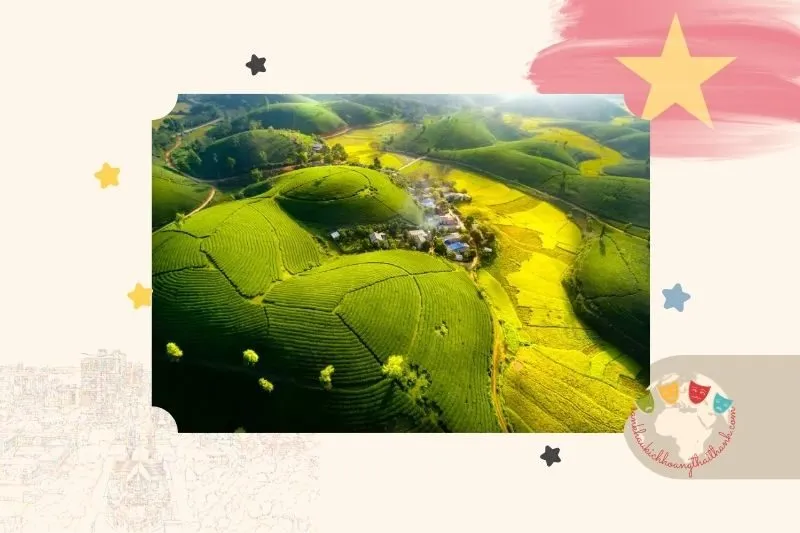 Đồi chè Long Cốc