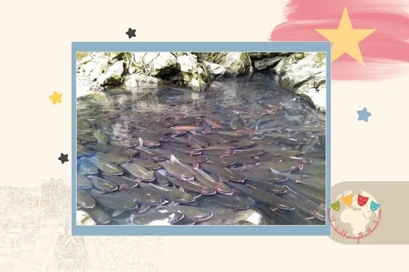 Suối cá thần Cẩm Lương