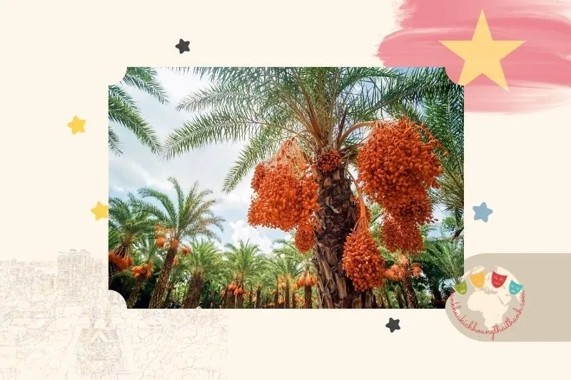 Vườn chà là Sa Đéc