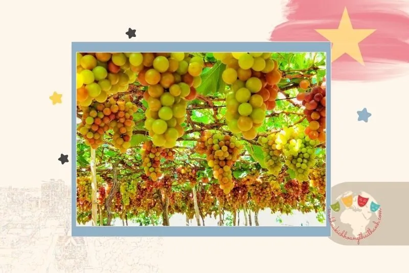 Vườn nho Ninh Thuận