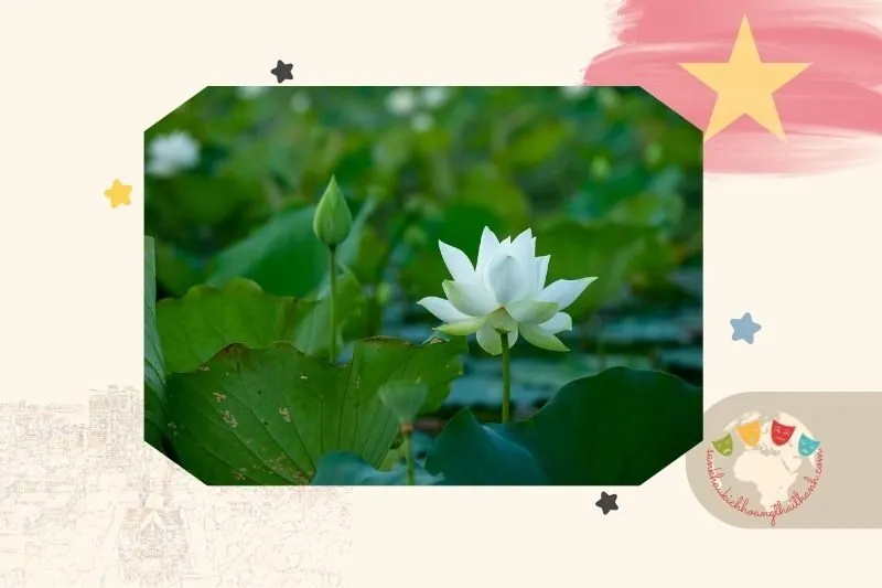 Vẻ đẹp của sen trắng tại Hồ Tịnh Tâm